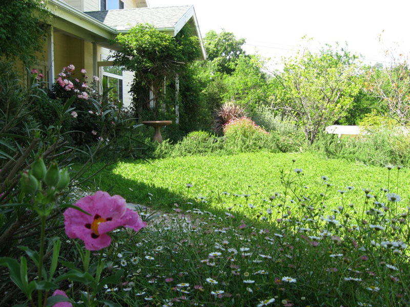 Native Drought Tolerant Gardens Landscaping Los Angeles Native Drought Tolerant Garden